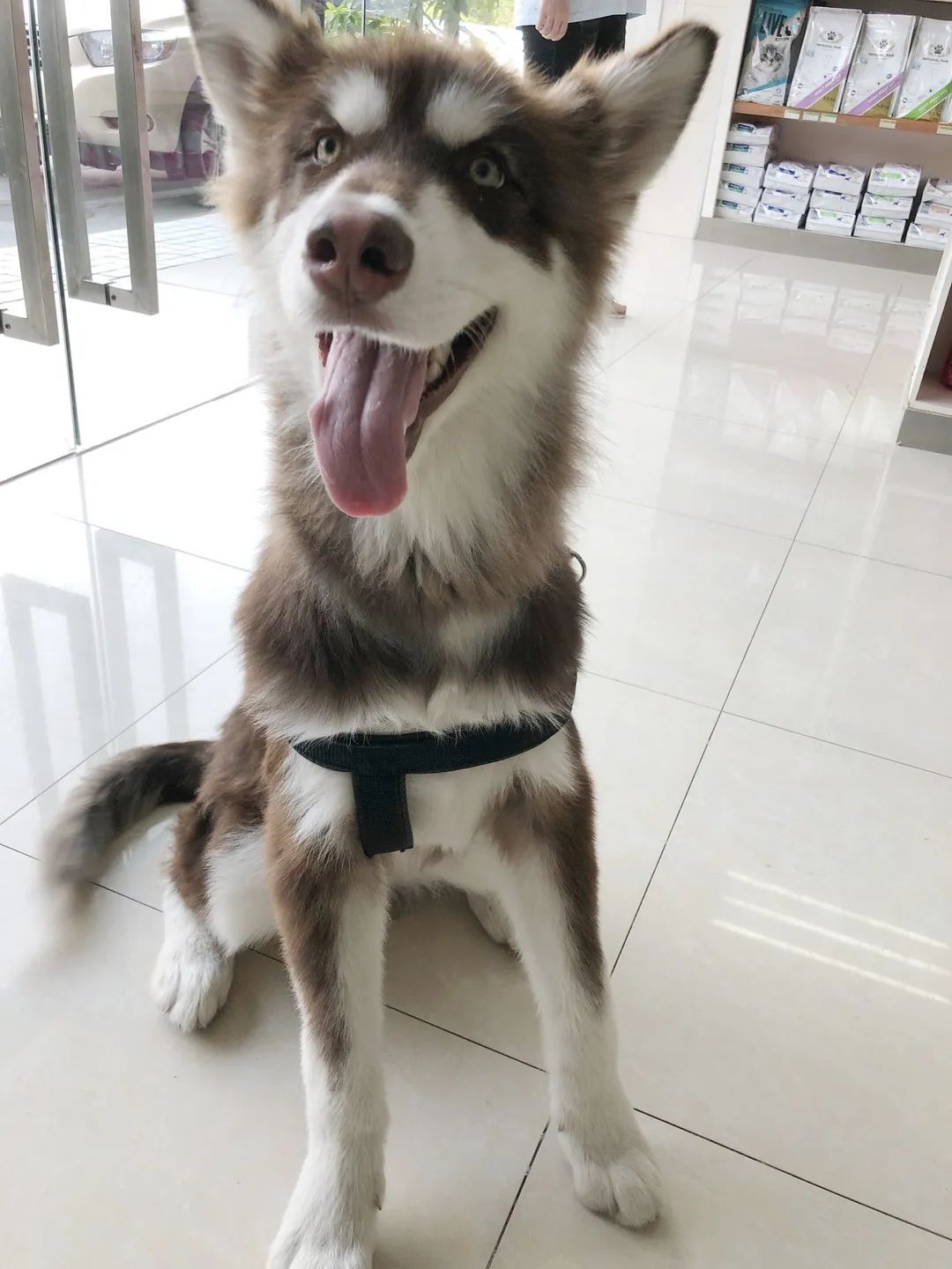 流浪狗的病能自愈吗,流浪狗得了皮肤病