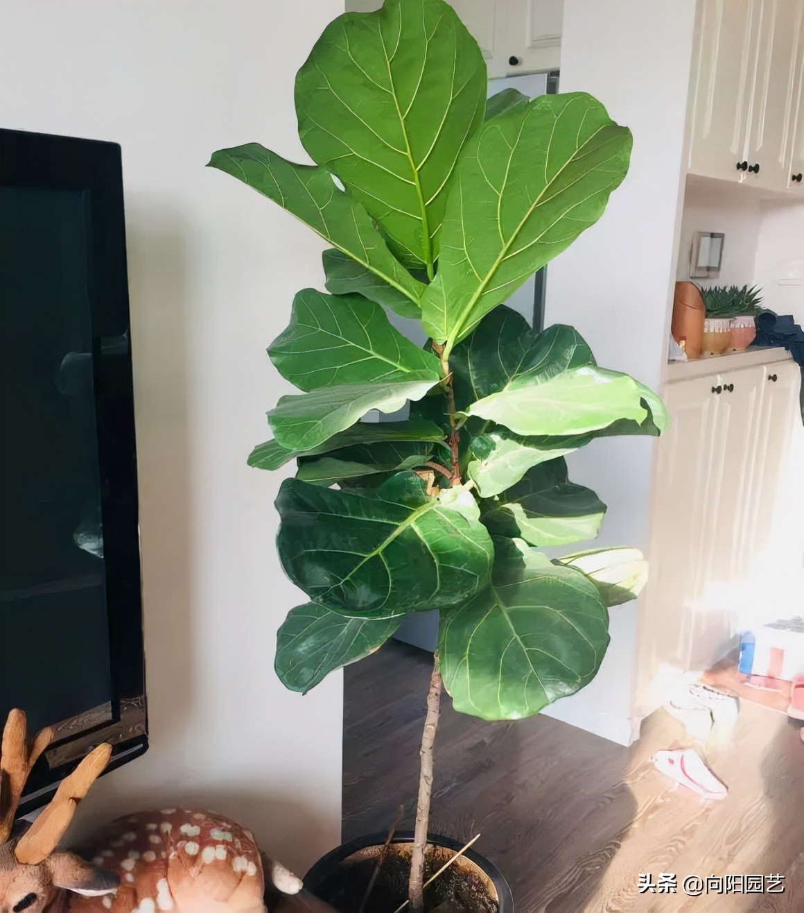 室外阳台观叶植物,阳台盆栽观叶植物