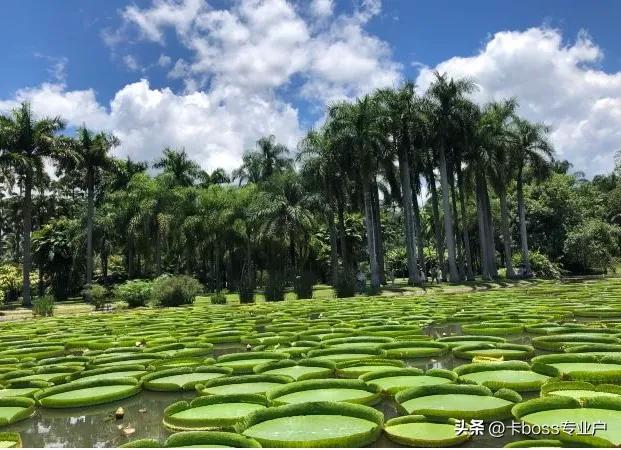 去云南旅游应该去哪些景点好一点,旅游攻略去云南必去景点