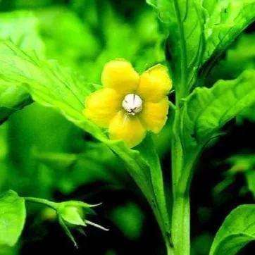 100种迷人的“数字花”,从零到一百万,真是太神奇了