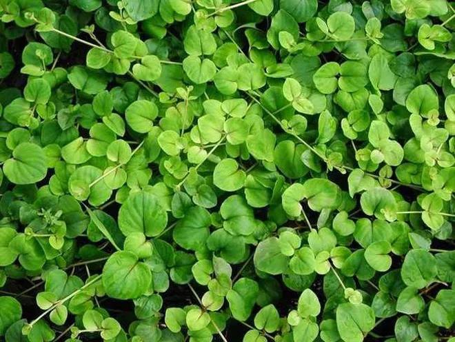 利尿通淋治尿路感染,尿结石尿路感染特效药