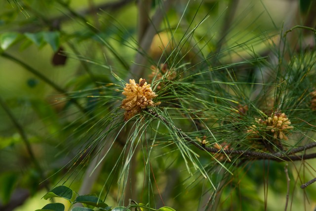 马尾松毛虫,马尾松树图片