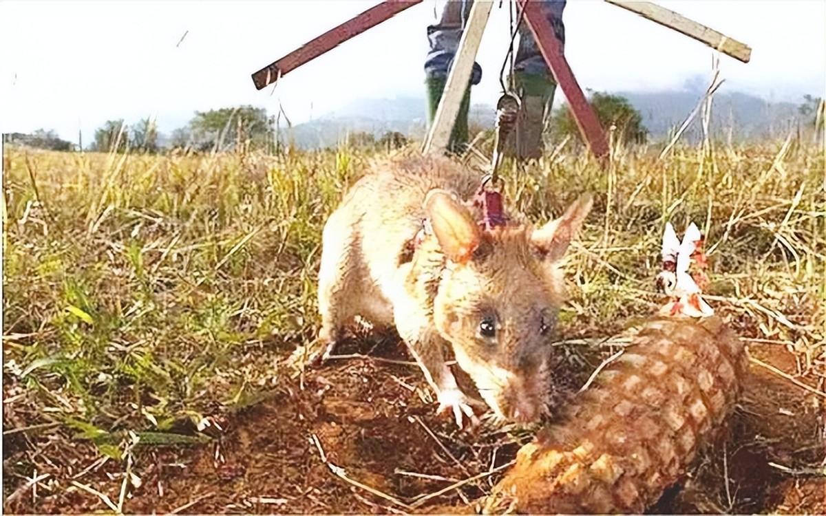 脚踩120万枚地雷，清理最少要4000年，非洲人用笨办法搞定