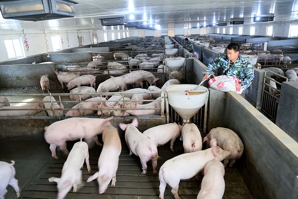 饲料中霉菌毒素对猪有什么危害,饲料毒素对猪的危害
