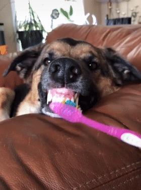 为什么狗狗会有口臭,狗狗为什么有狗味