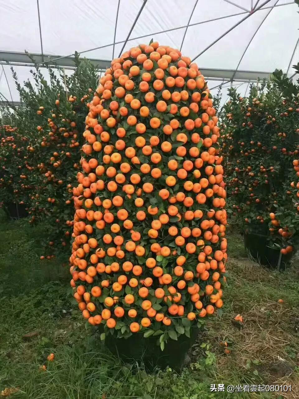 柑橘知识柑橘品种,柑桔的知识你知道几个呢