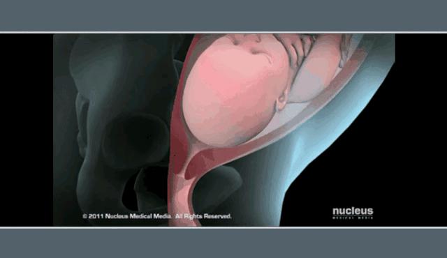 女人生宝宝的科普故事,科普关于女人生孩子