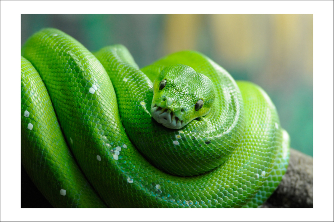 全球十大蓝色动物盘点,全身绿色站立的动物