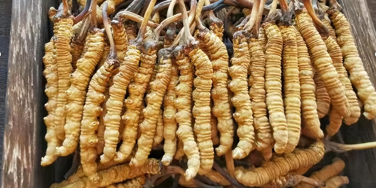 冬虫夏草新鲜出炉 (冬虫夏草倒计时)