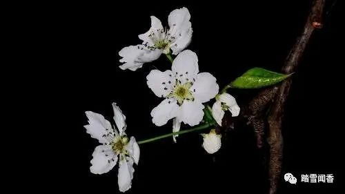 赞美梨花的诗句古诗大全,关于梨花的古诗词大全