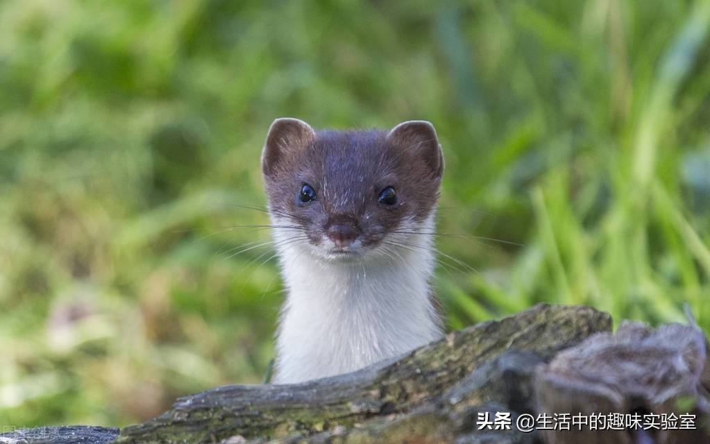 黄鼠狼迷信的说为什么不能杀,黄鼠狼不能杀的真实原因