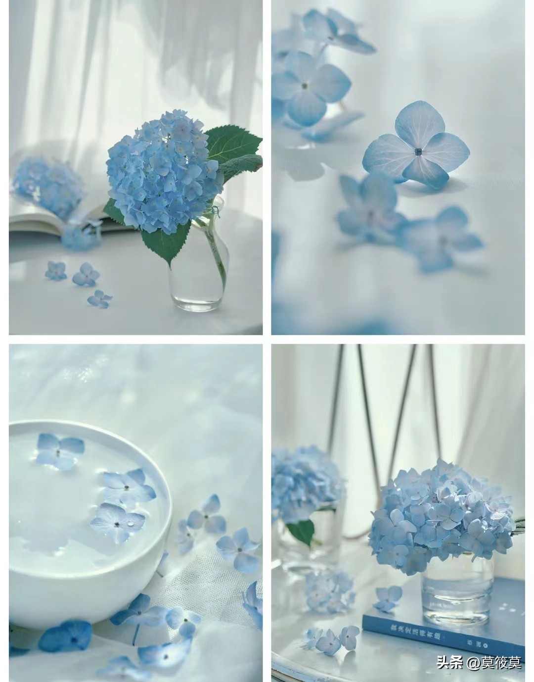 50种常见鲜花的花语大全,各种鲜花的花语和寓意图片欣赏