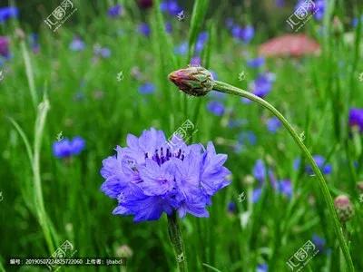 电影蓝色矢车菊演员表,蓝色矢车菊的图片