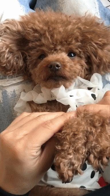 家庭养小型犬养什么品种好,短嘴巴大眼睛小型犬有多少品种