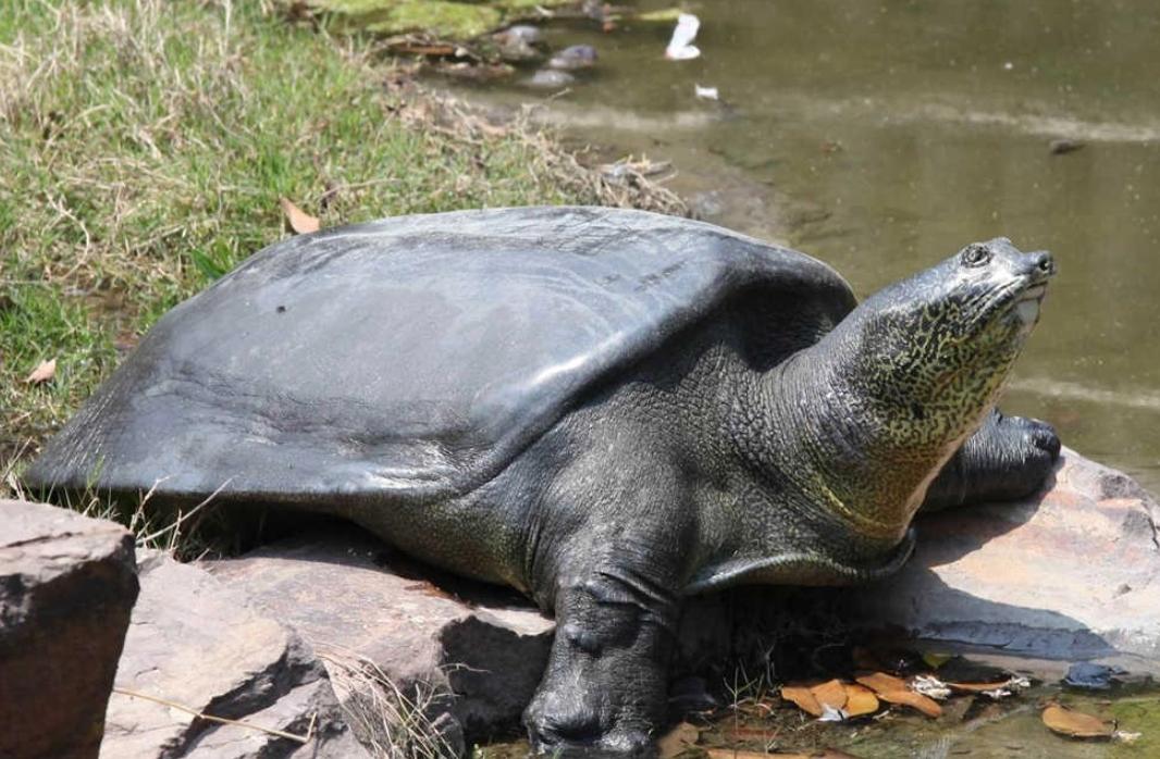 全球仅剩三只的中国神兽,全球只有三只的神兽