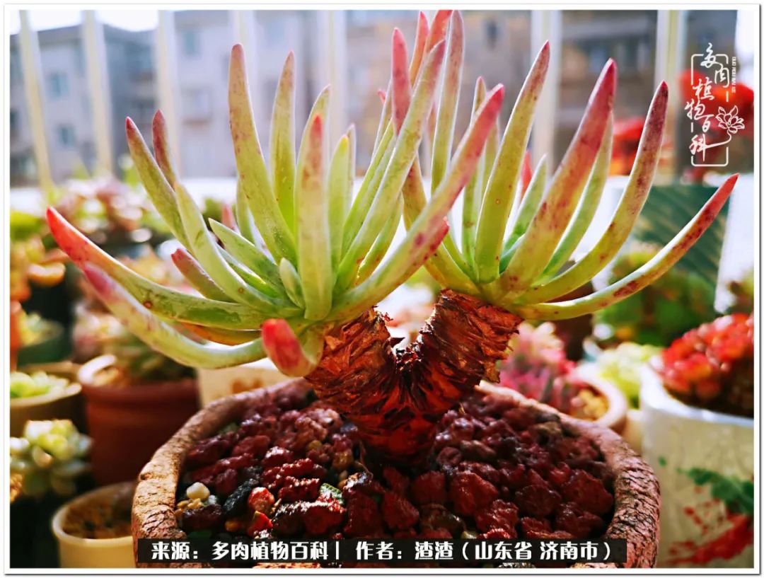 一个并不优秀的90后,何以解忧唯有多肉下一句