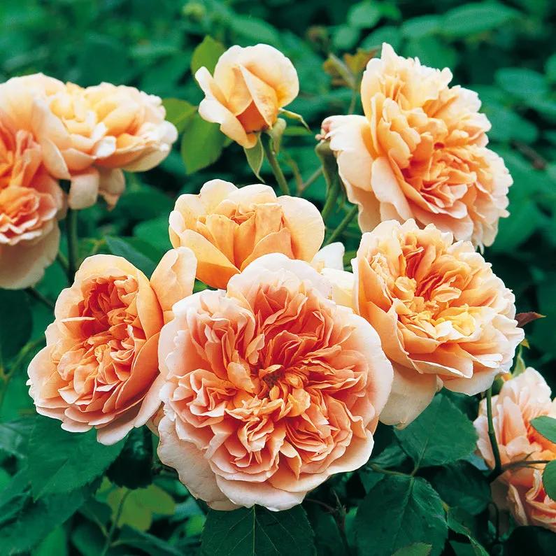 从“运茶快船（TeaClipper）”到英国人对中国茶叶的狂热