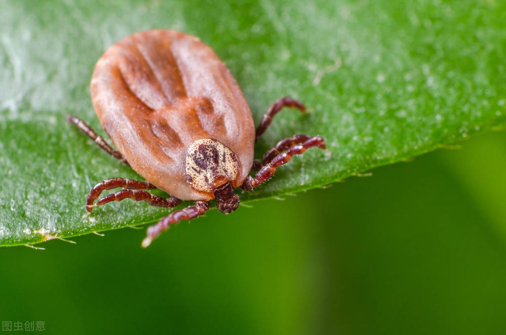墨脱秘境的蚂蝗山图片,墨脱蚂蝗怎么对付