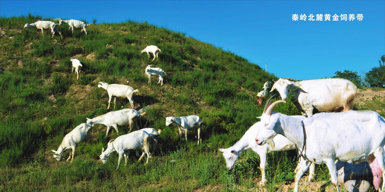 雅泰牧歌羊奶粉是真的吗,雅泰牧歌纯羊奶粉多少钱一盒