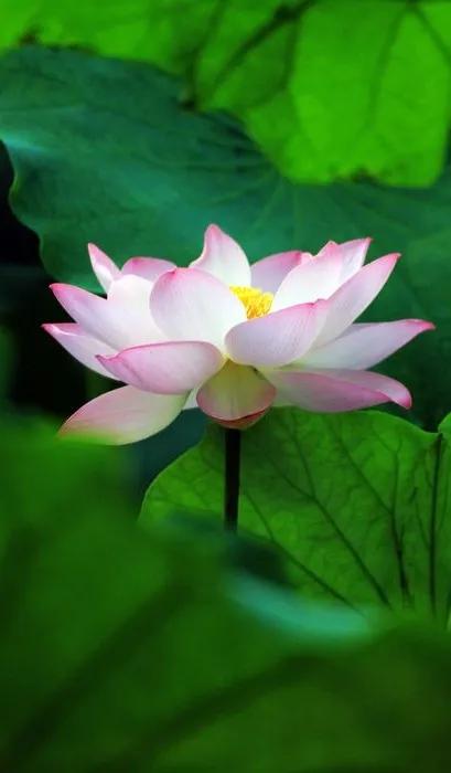 漂亮美丽的荷花壁纸,雨中荷花壁纸荣盛城