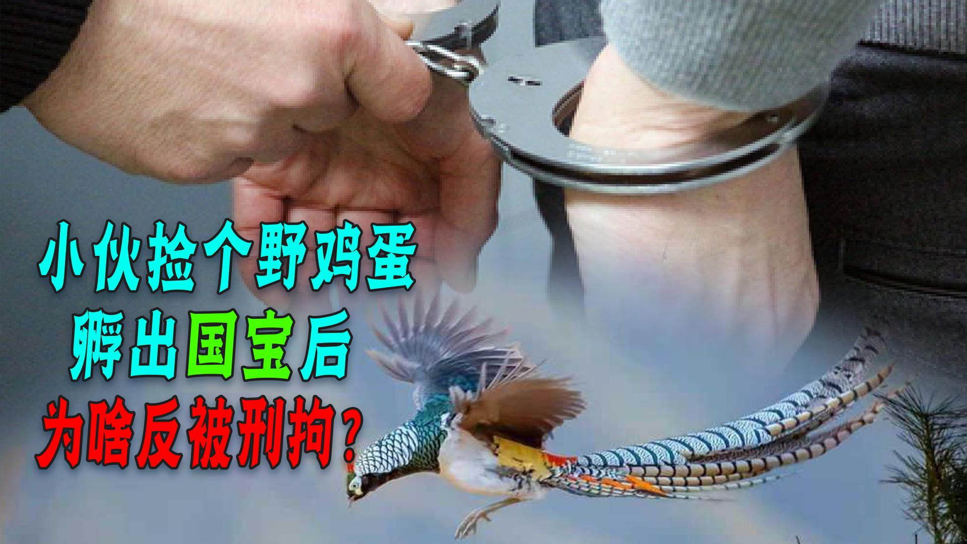 路边捡到野鸡蛋孵化后犯法吗,小伙捡到一个凤凰蛋