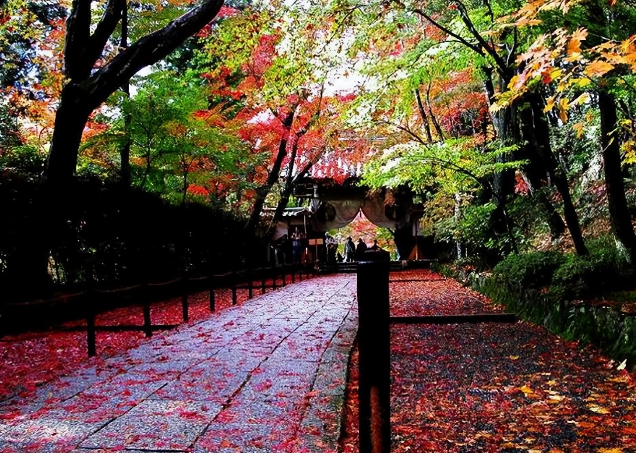 日本导游为什么需要绿色的背包,日本人旅游背双肩包吗