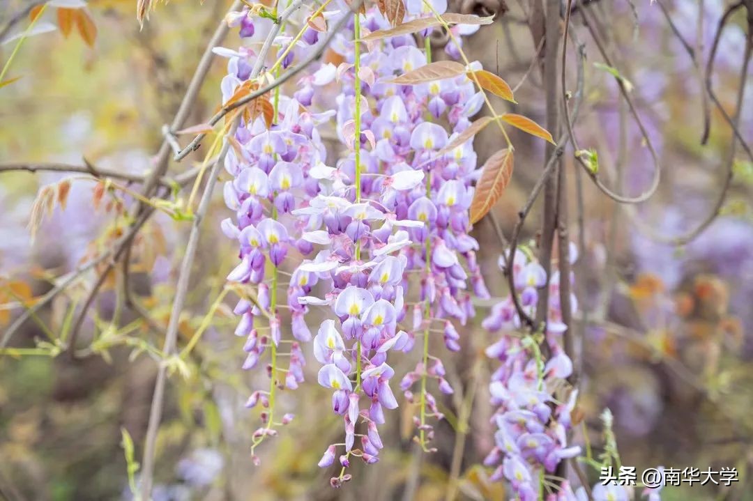 南华大学校花全集,校花南华大学