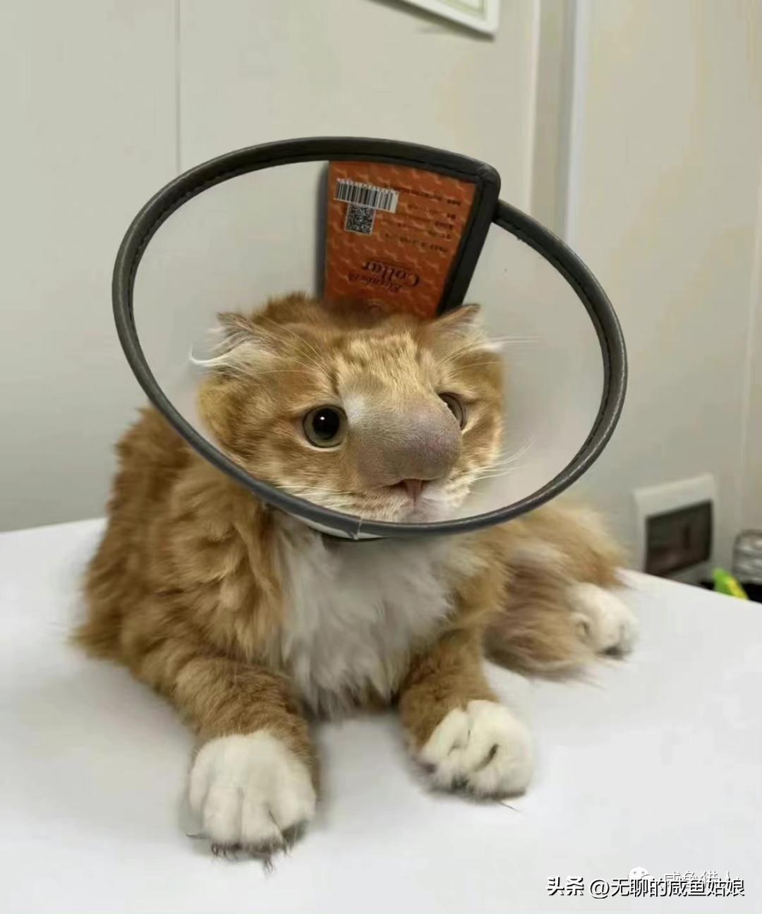 双十一延迟发货避免浪费,如何应对双十一网购平台