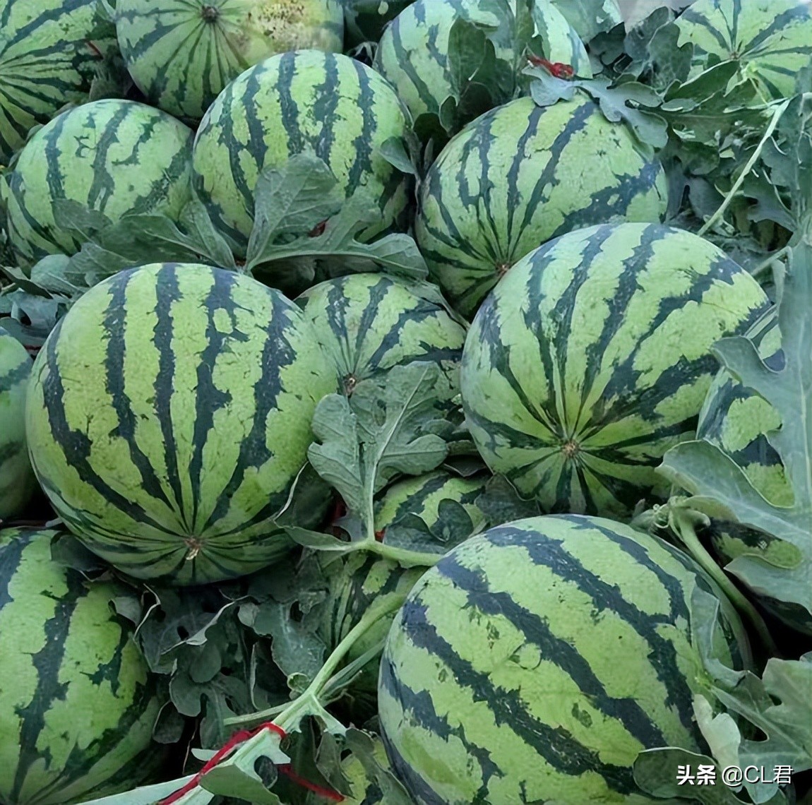 水果价格暴涨图片,水果价格断崖式下跌