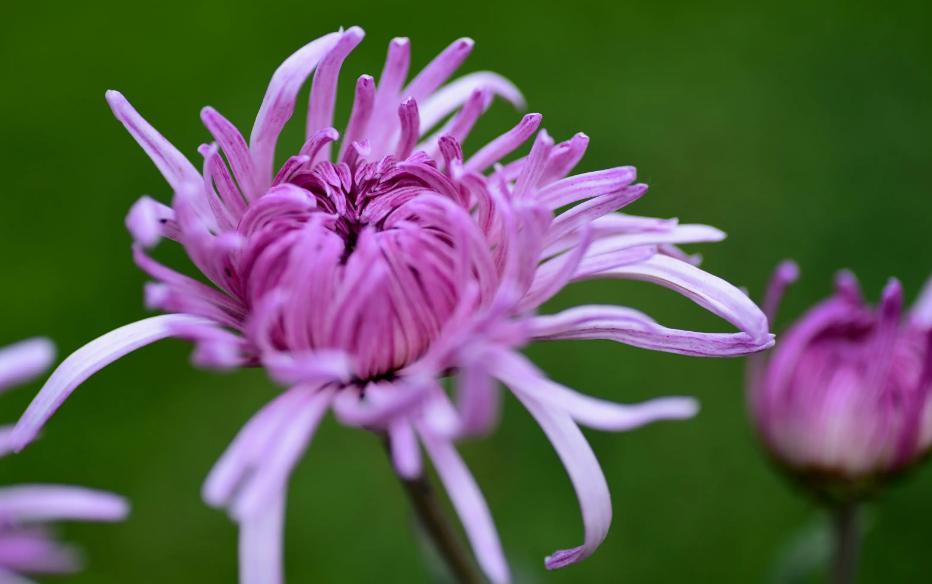 关于秋菊意象的诗句,关于秋菊的诗词名句