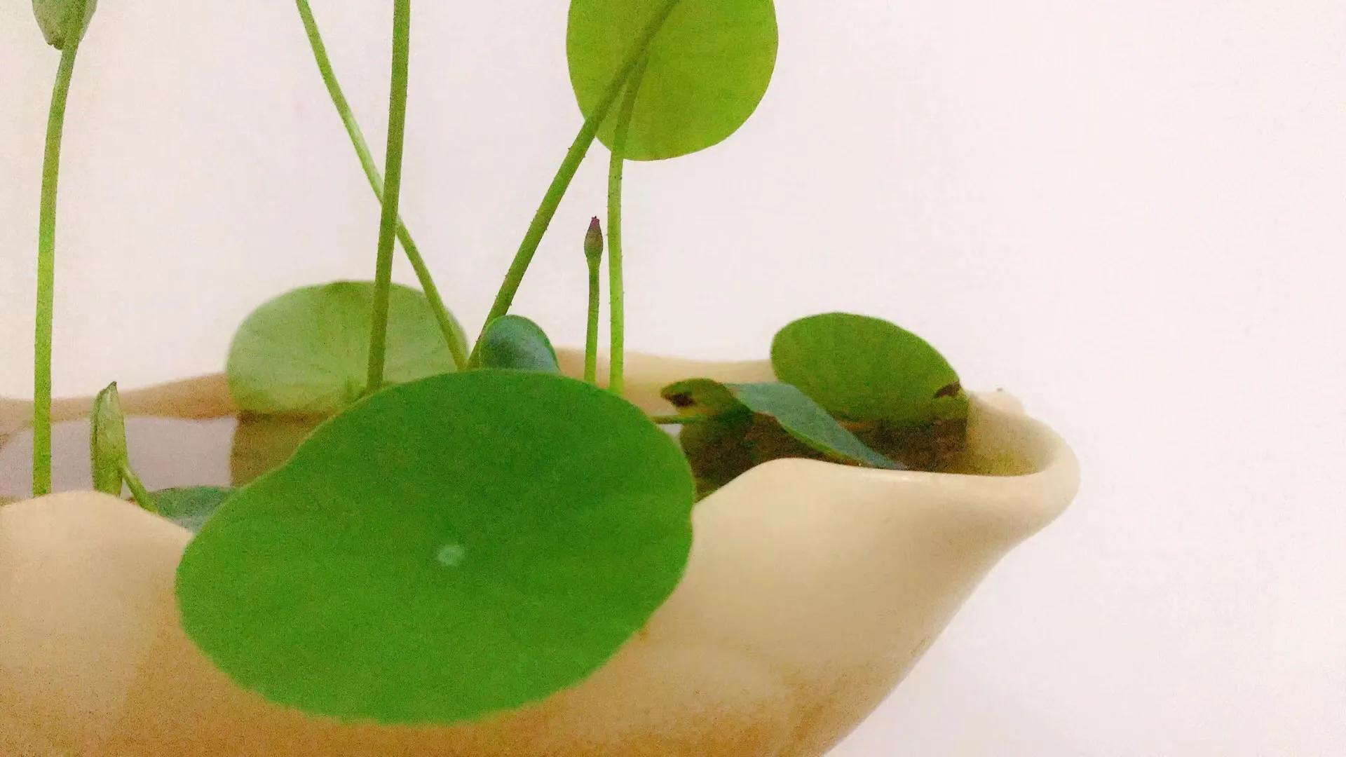 碗中种莲，年复一年花开花落到叶枯