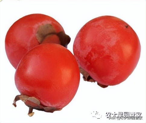 优质果树苗木品种介绍,最好的新品种苹果苗木