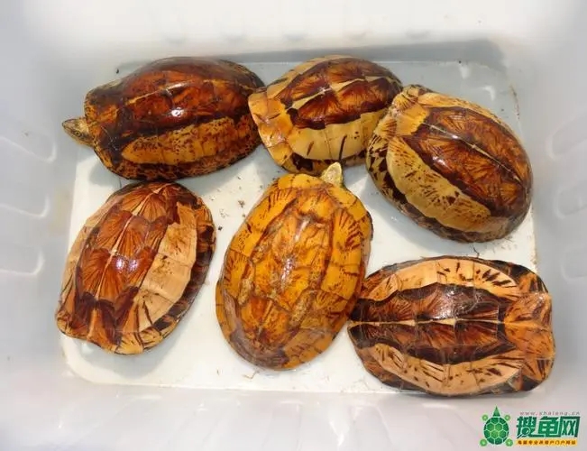 黄缘盒龟的人工饲养方法,黄额盒龟几级保护动物