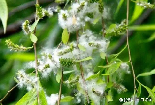 纳兰性德经典诗词风一更雪一更,纳兰性德经典诗词谁念西风独自愁