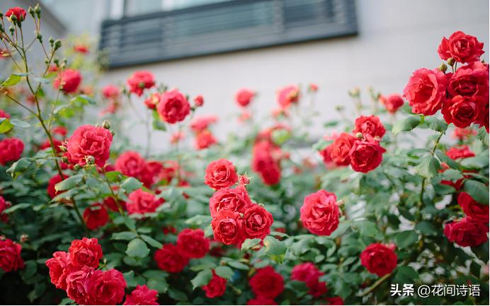 月季玫瑰蔷薇芍药牡丹的区别,月季玫瑰蔷薇区别在哪里