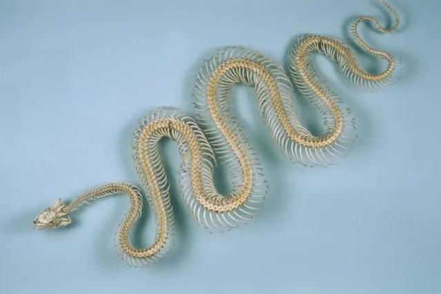 21岁男子上山采药被五步蛇咬伤,湖南21岁男子上山采药被蛇咬伤