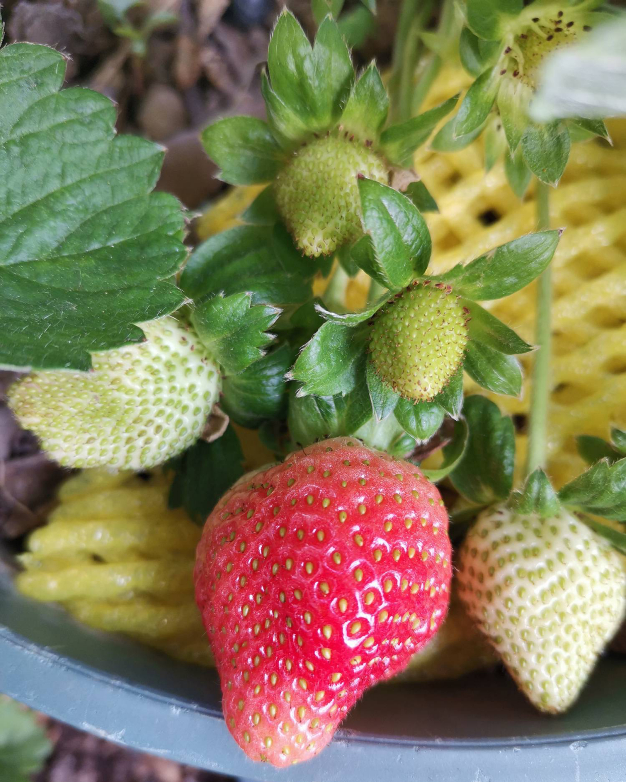 阳台种草莓的技巧和正确方式,在家里阳台种草莓收获时的喜悦