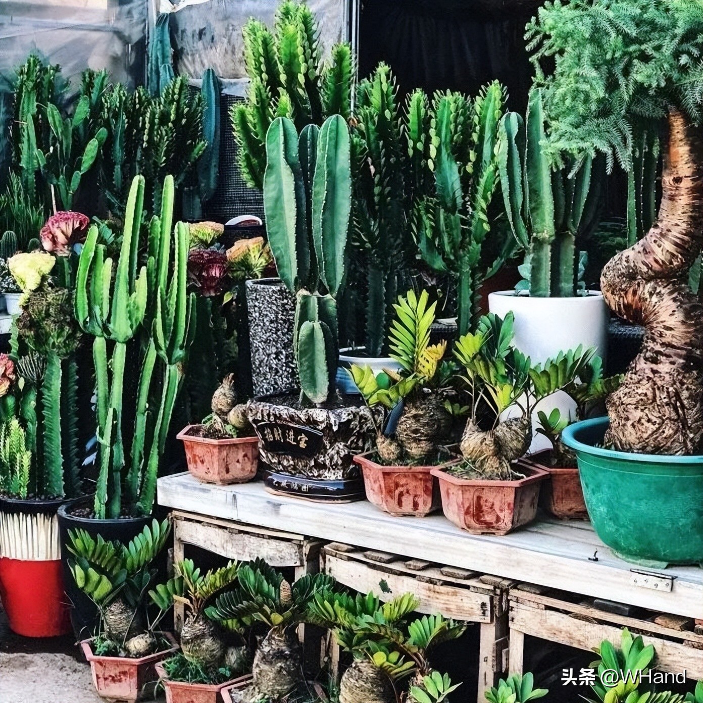 武汉哪些批发市场火爆,武汉人气最旺的批发市场