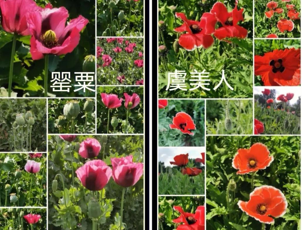 天鹅把*粟罂**当油菜吸嗨了，狗舔癞蛤蟆上瘾，动物吸毒有什么后果？