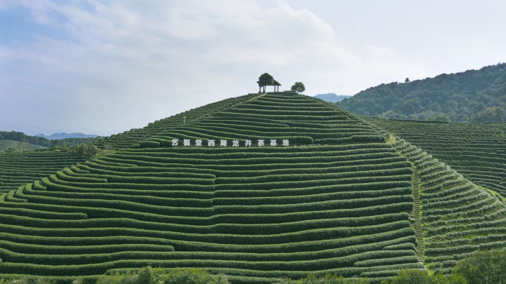 艺福堂明前特级西湖龙井礼盒250g,艺福堂西湖龙井茶500克礼盒