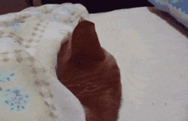 救命！猫咪太黏我了怎么办？