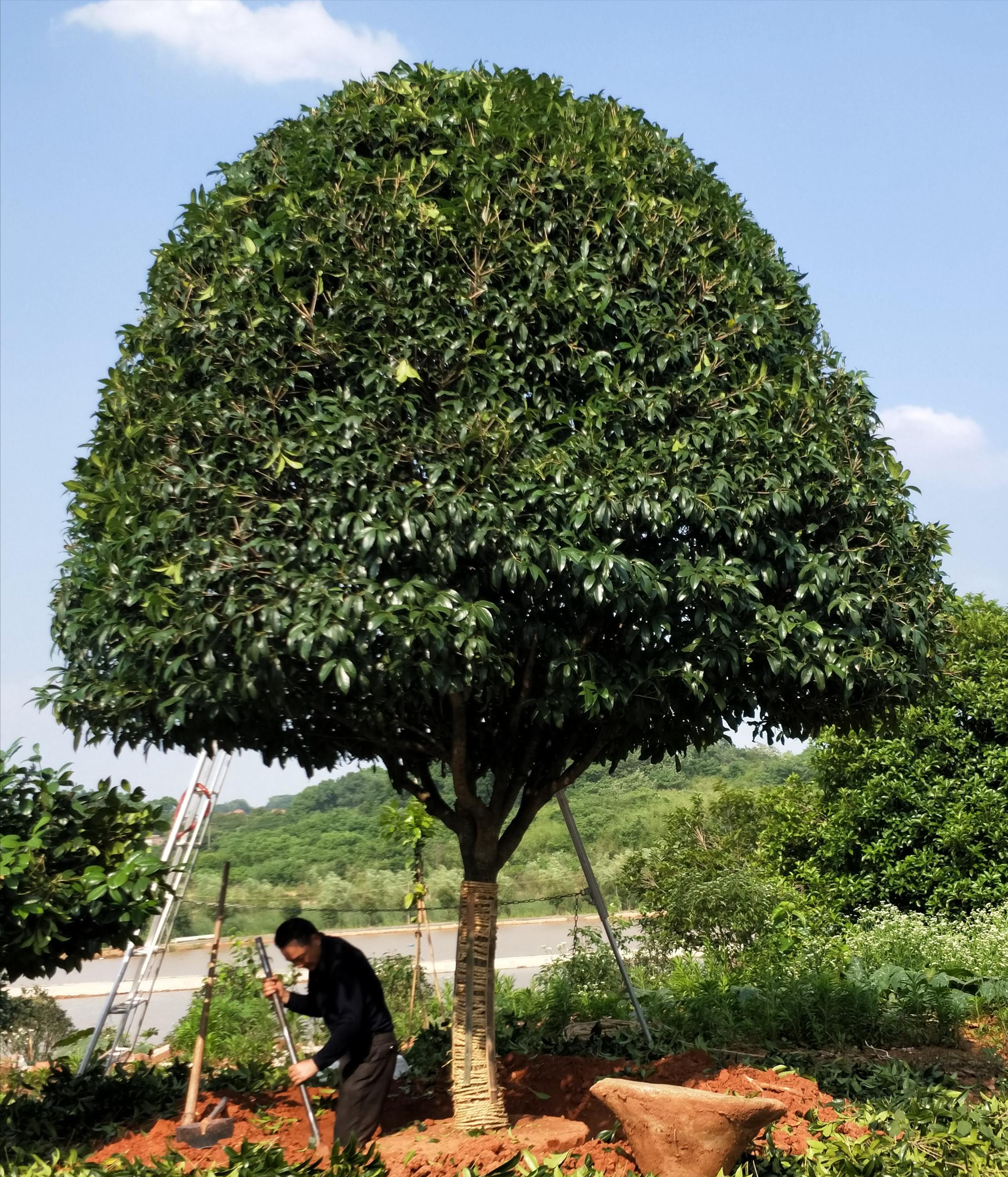 十年前种的树现在能卖多少钱,现在种树什么树值钱