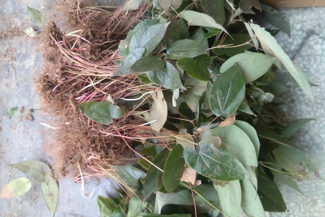 野生草药淫羊藿,地道特色药材淫羊藿