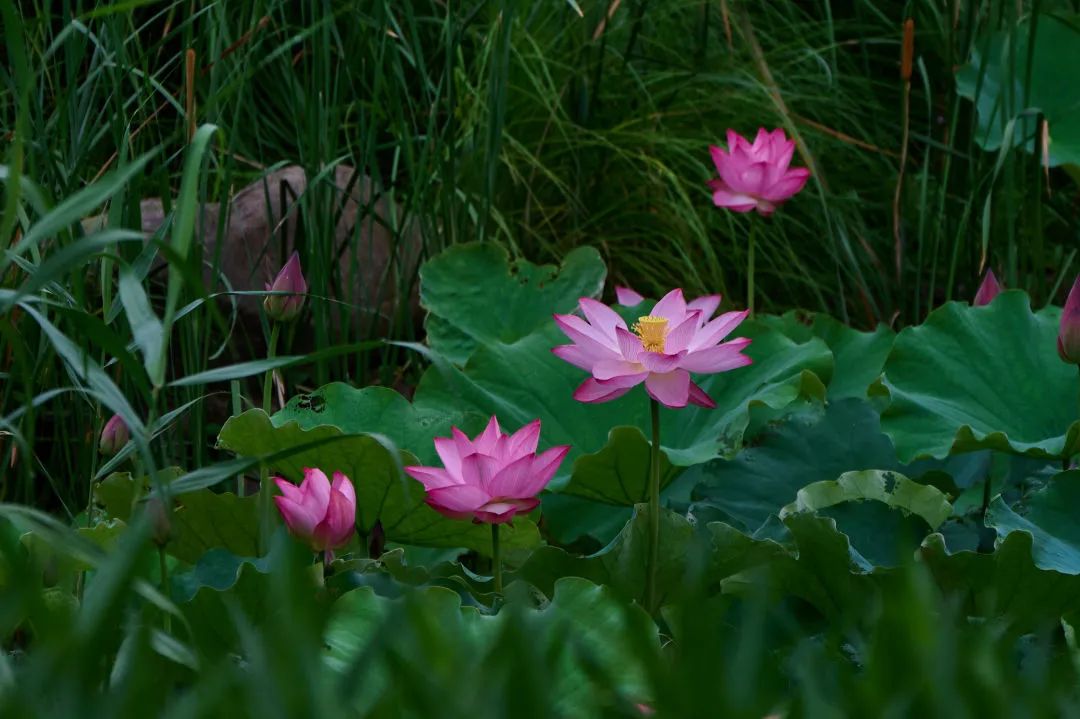 鸭戏荷叶间，中环绿廊等你来赏荷