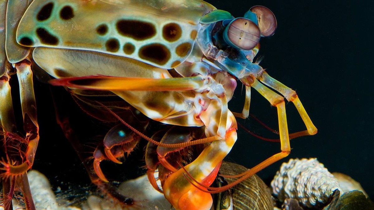雀尾螳螂虾一秒能挥出两拳,雀尾螳螂虾的拳头堪比子弹的威力
