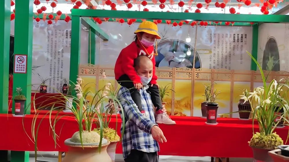 云南鹤庆兰花展直播,首届兰花文化产业博览会