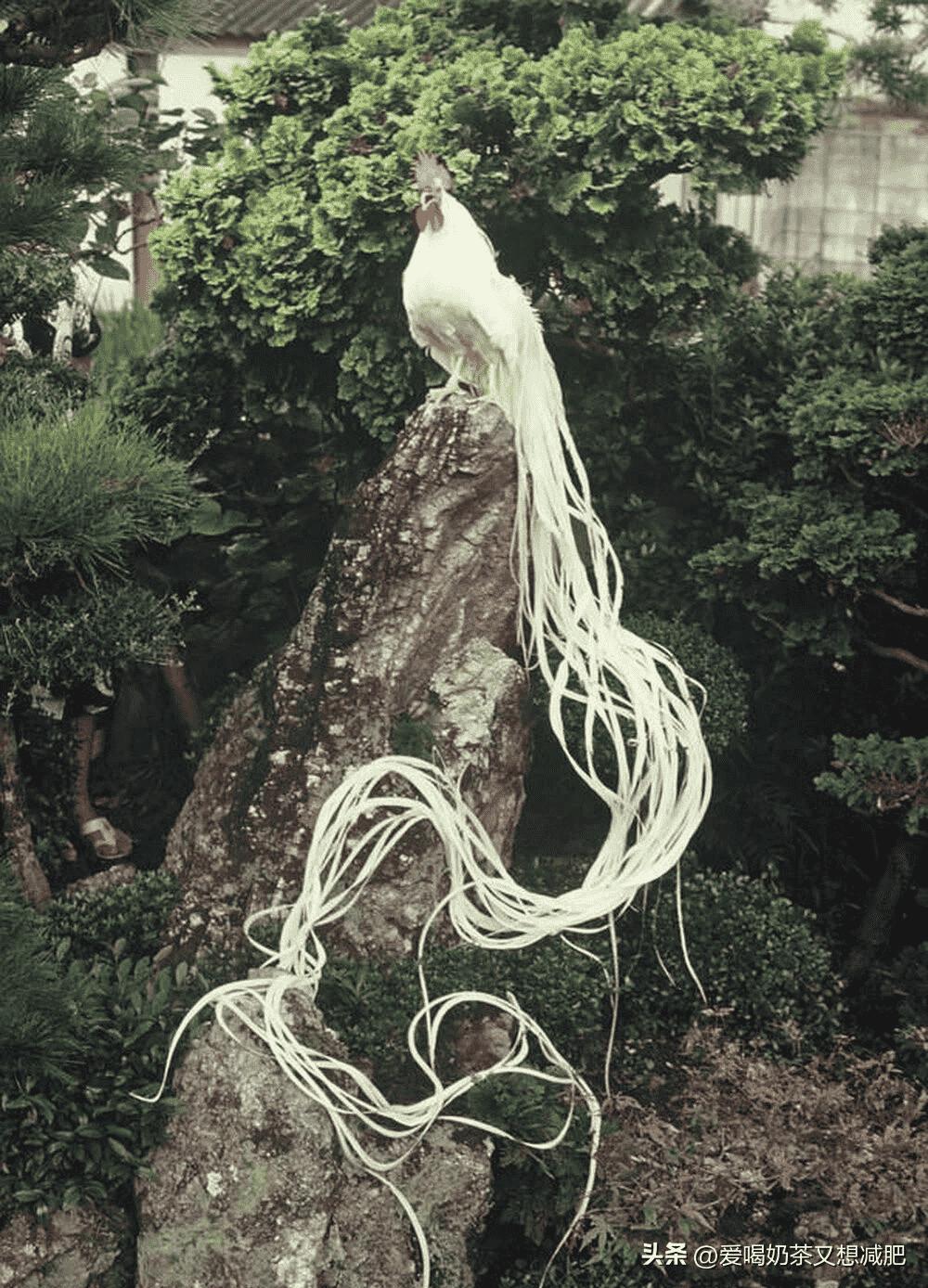 变态的纳粹德国,*光脱**犹太人女人衣服,集体*杀屠**!