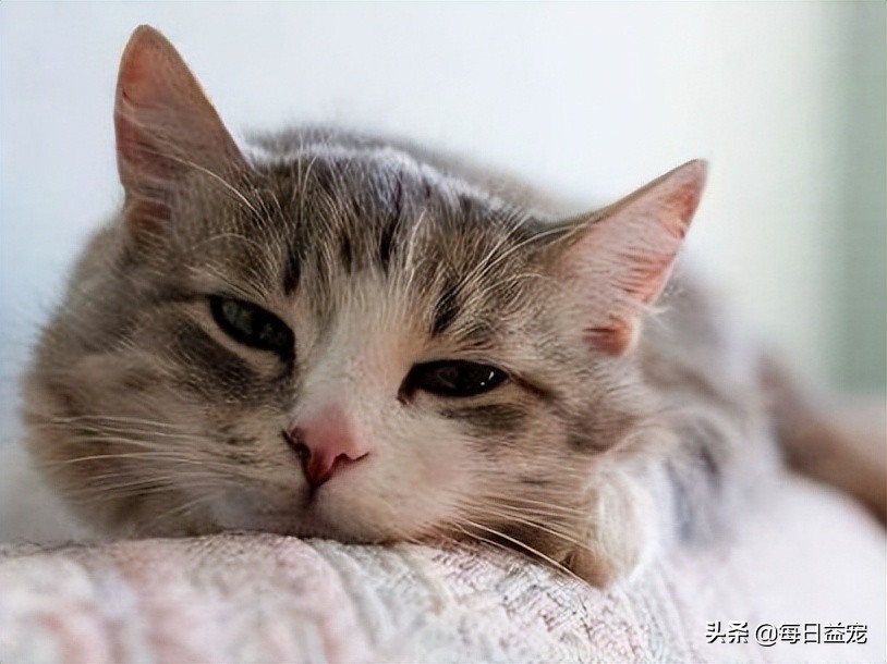 猫咪感冒了怎么办？这样做可以好得快