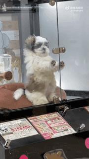 逛宠物店被宠物赖上后续,逛宠物店被狗子太活泼被买走