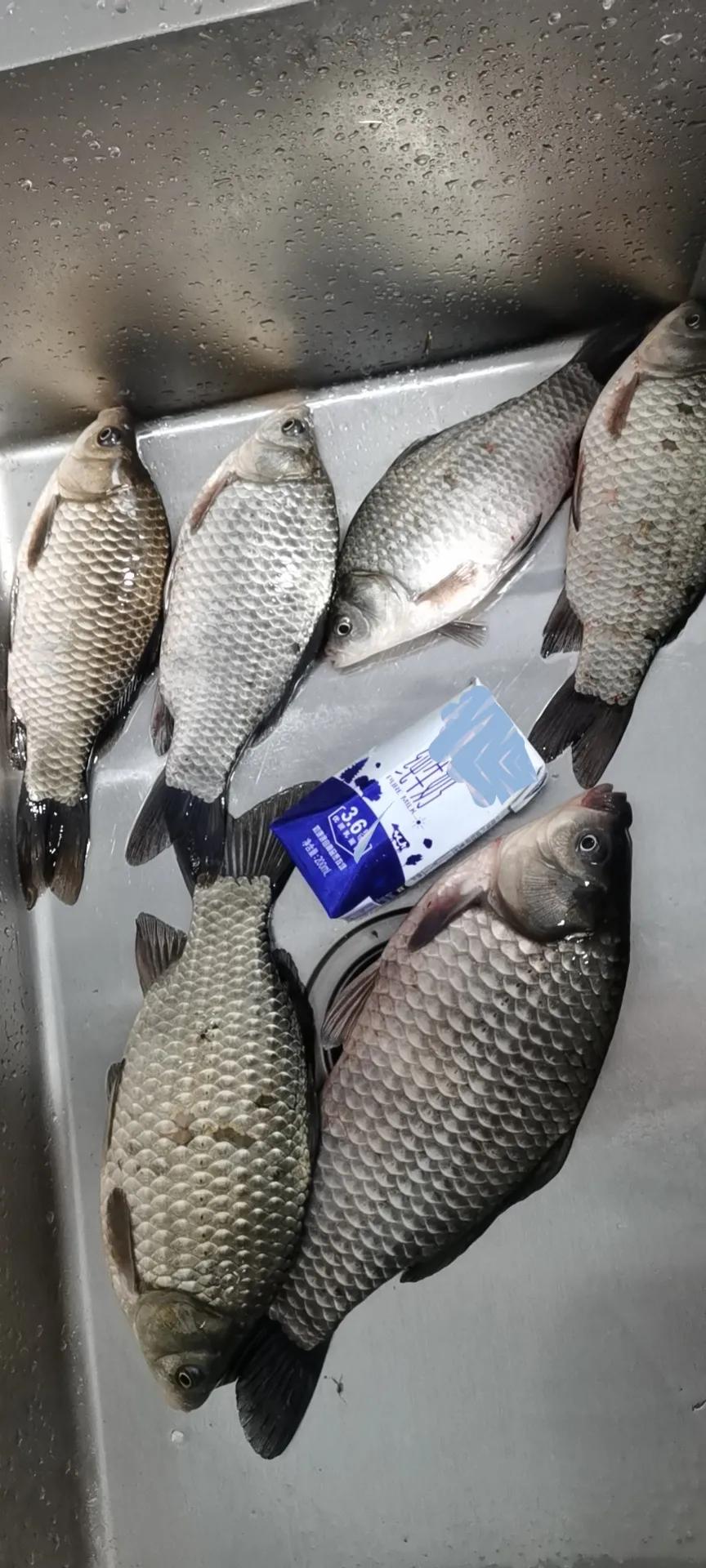 钓鲫鱼七星漂朝天钩哪种最通用,冬季野钓传统钓七星漂朝天钩